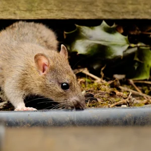 ratten unter dem gartenhaus