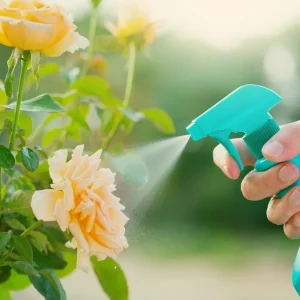 Rosen mit Blattdünger besprühen am Abend