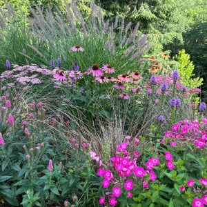 sonnenhut im beet staude richtig kombinieren