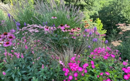 sonnenhut im beet staude richtig kombinieren