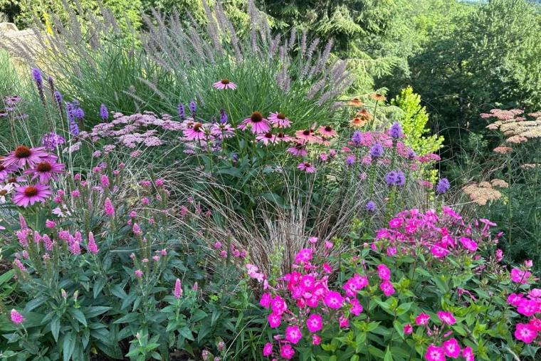 sonnenhut im beet staude richtig kombinieren