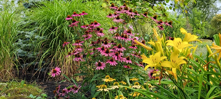 sonnenhut kombination mit gelben taglilien