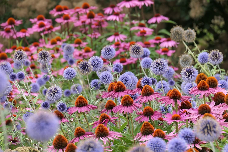 sonnenhut kombinieren mit kugeldisteln