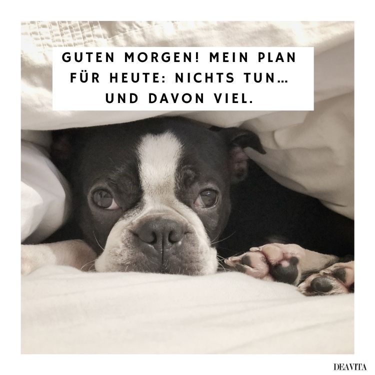 sonntagsgrüße lustig guten morgen sonntag