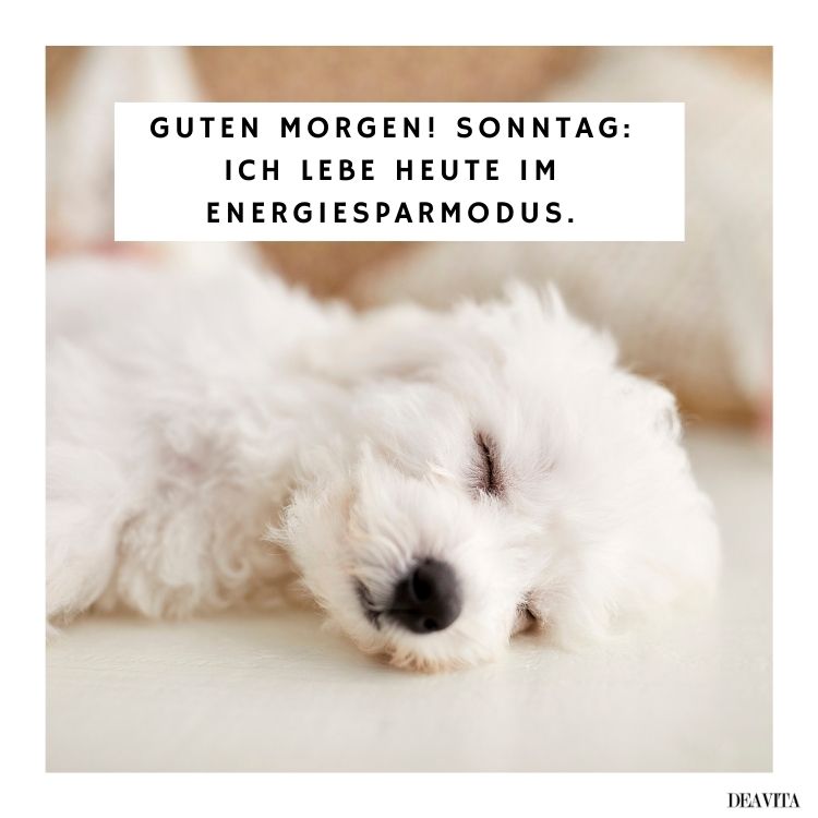 sonntagssprüche lustig guten morgen zum herunterladen