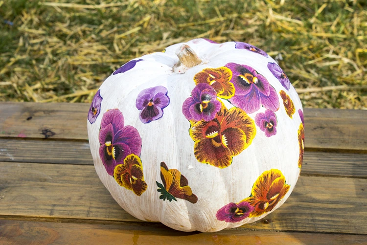 Stiefmütterchen als Motive für die schöne Kürbisdeko