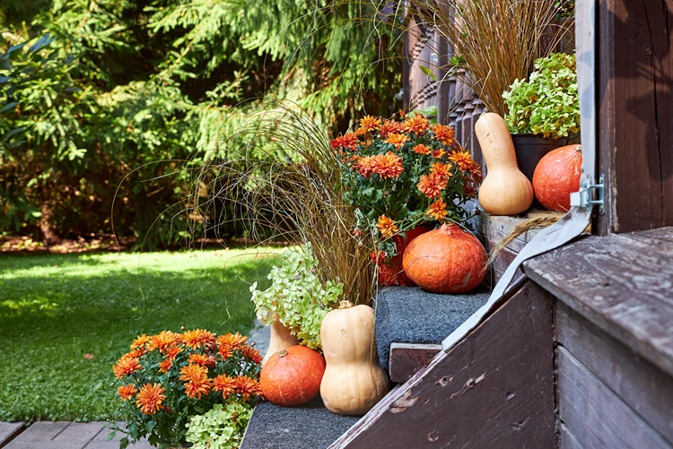 treppenstufen mit kürbissen, ziergräsern und chrysanthemen dekoriert