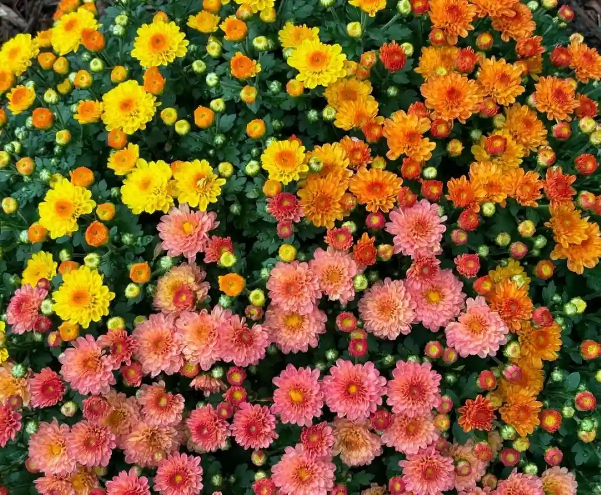 Tricolor Chrysanthemen für den Kübelgarten