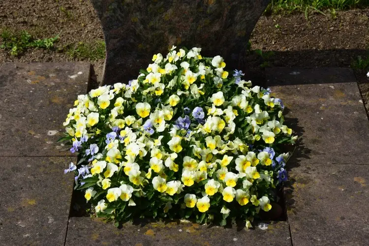 Urnengrab mit Stiefmütterchen und Veilchen bepflanzen