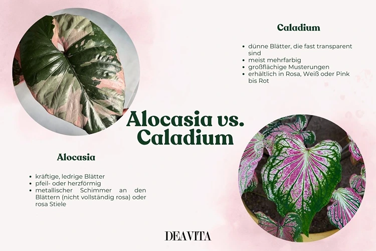 Verwechslungsgefahr besteht mit dem Caladium