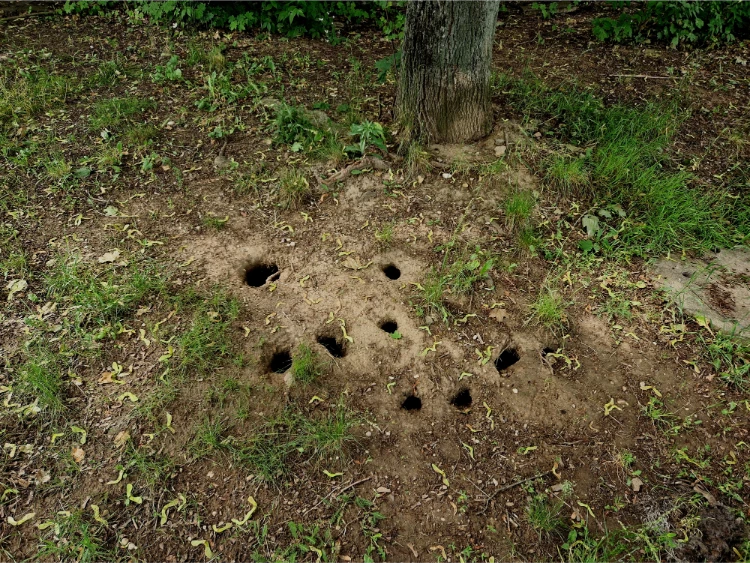 viele kleine 5 cm große löcher im garten