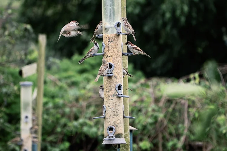 Vogelfutter für Sperlinge selber machen Anleitung