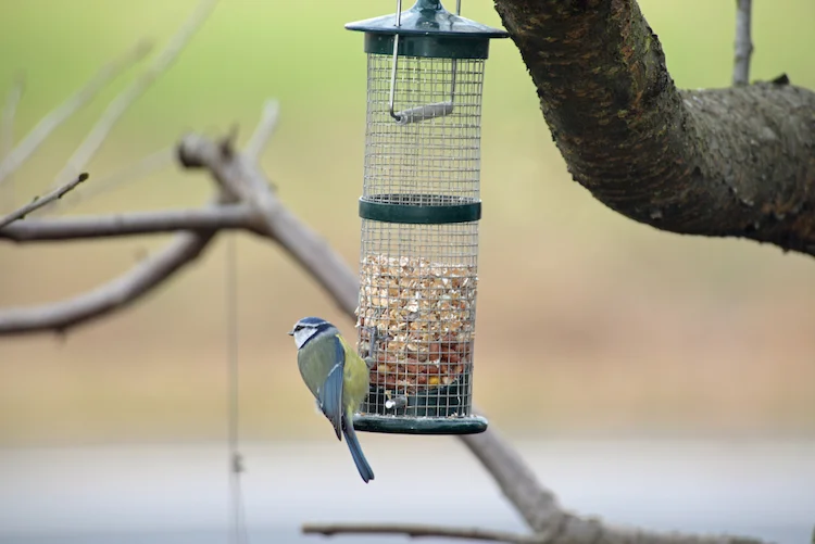 Vogelfutter im Herbst aufstellen Anleitung