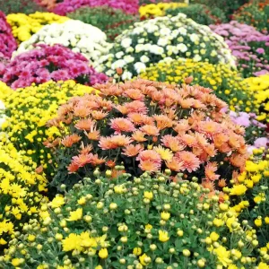 Welche Arten von Herbstblumen als Schädlingsabwehr