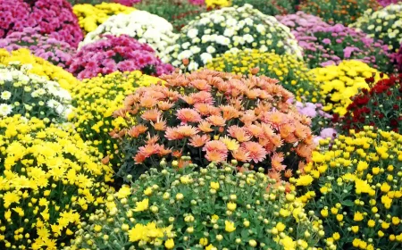 Welche Arten von Herbstblumen als Schädlingsabwehr