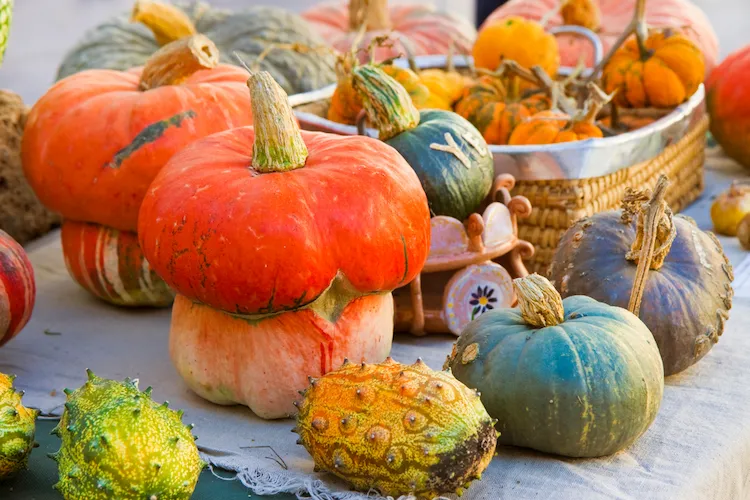 Welche Kürbissorten halten länger 