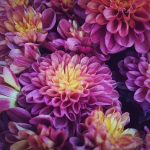 zweifarbige Chrysanthemen Sorten für den Balkongarten