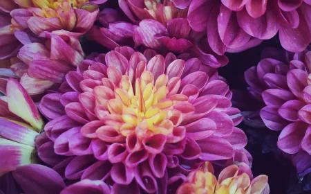 zweifarbige Chrysanthemen Sorten für den Balkongarten