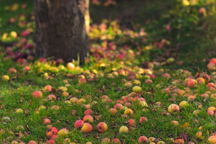 abgefallenen Obst entfernen Herbst 