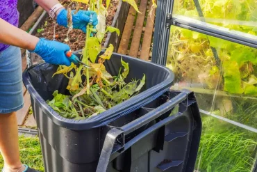 Abgestorbene Pflanzen kompostieren im Herbst Mulevich
