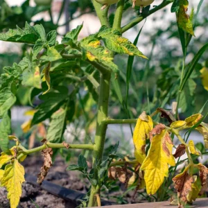 Abgestorbene Pflanzen Tomaten entfernen Tipps