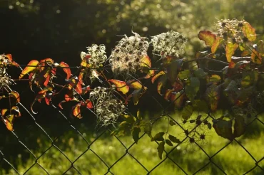 Clematis im Herbst nicht zurückschneiden Tipps