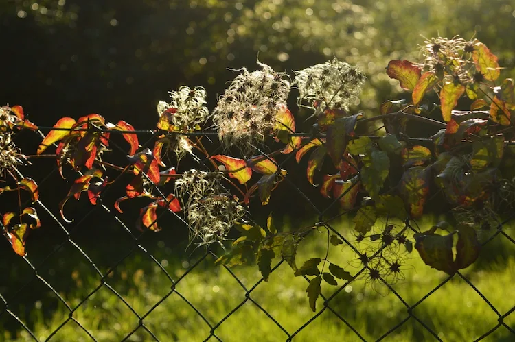 Clematis im Herbst nicht zurückschneiden Tipps