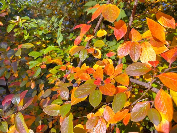 Deutzie im Herbst diese Sträucher brauachen keinen Rückschnitt 