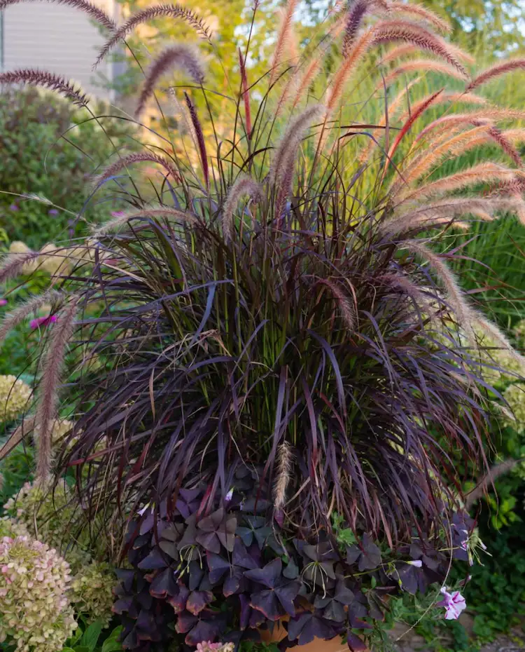 Dreieckiger Glücksklee und rotes Lampenputzergras kombinieren