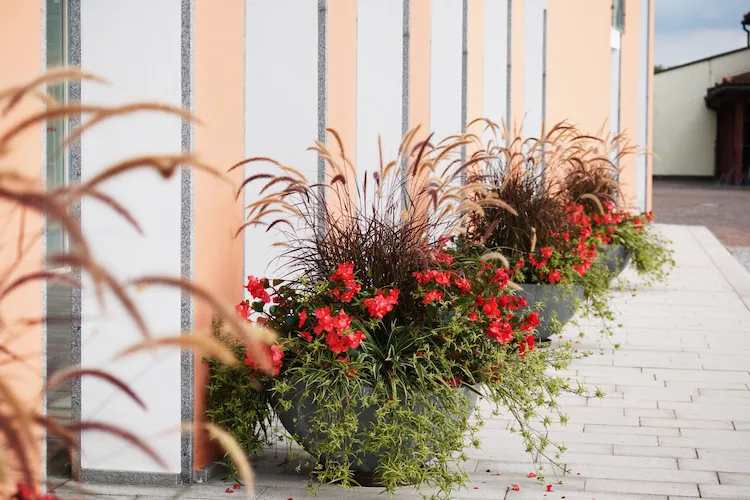 Lampenputzergras mit roter Eisenkraut und Grünlilie im Kübel