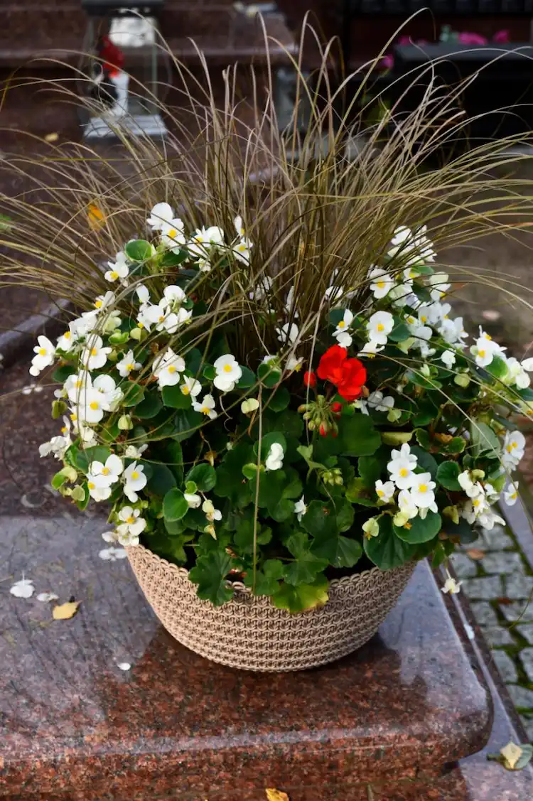 Lampenputzergras und Eis-Begonie und rote Begonie