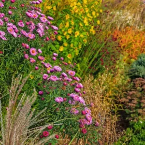 Pflanzen im Herbst welche Stauden und Sträucher