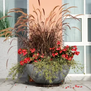 rotes Lampenputzergras mit roter Eisenkraut und Grünlilie