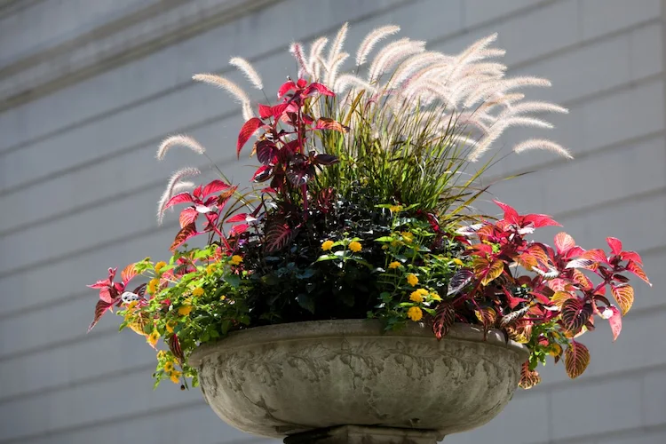 rotes Lampenputzergras und Buntnessel und Wandelröschen