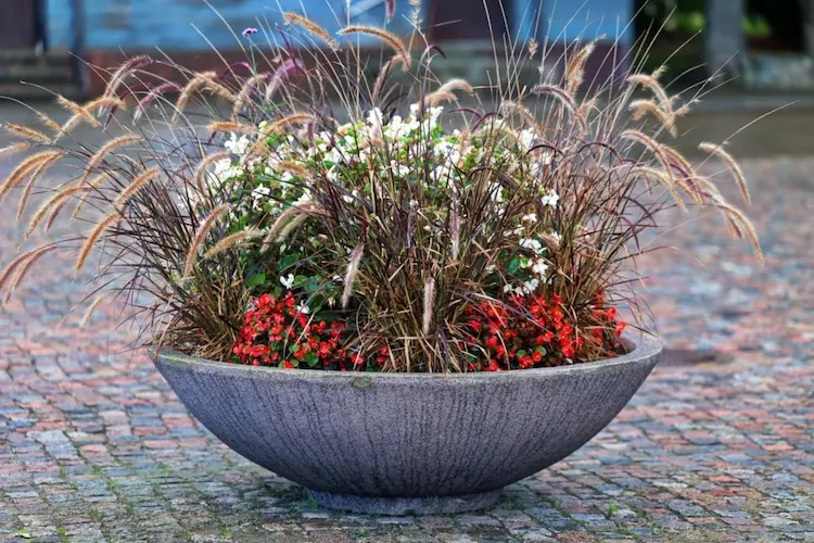 rotes Lampenputzergras und Eisbegonie und rote Begonie