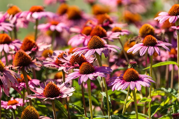Sonnenhut im Herbst Garten nicht schneiden 