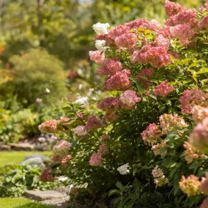 Sträucher und Stauden die keinen Rückschnitt im Herbst brauchen