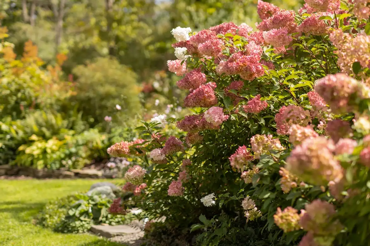 Sträucher und Stauden die keinen Rückschnitt im Herbst brauchen