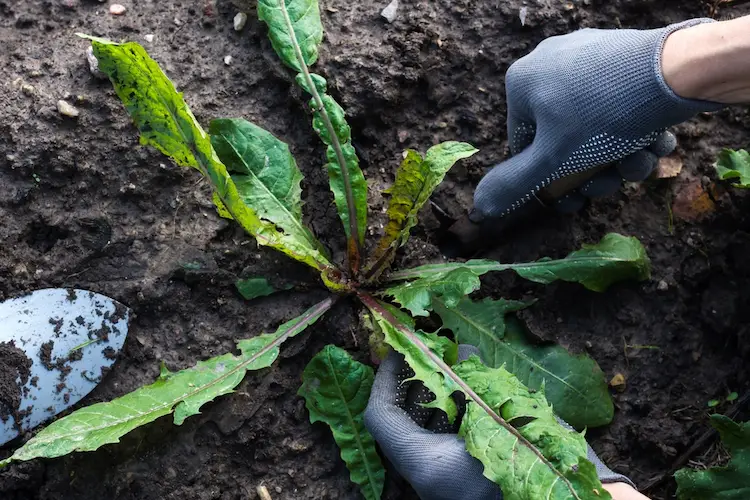 Unkraut im Herbst sammeln Anleitung Tipps 