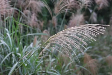 Ziergräser im Herbst nicht zurückschneiden