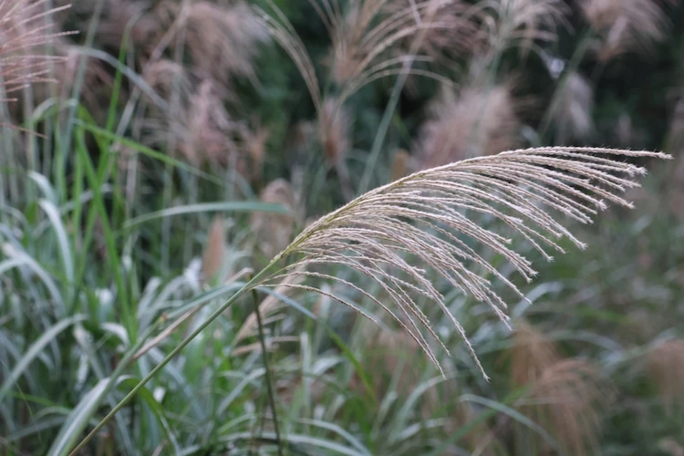 Ziergräser im Herbst nicht zurückschneiden 