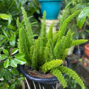 Asparagus Pflanze ist nicht winterhart