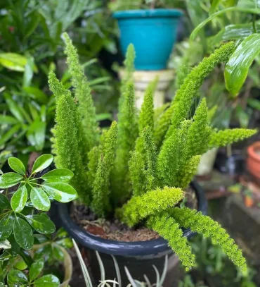 Asparagus Pflanze ist nicht winterhart