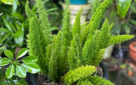 Asparagus Pflanze ist nicht winterhart