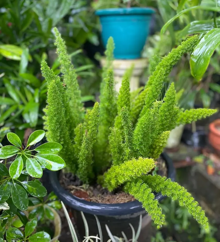 Asparagus Pflanze ist nicht winterhart