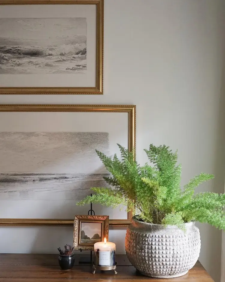 Asparagus überwintern nützliche Tipps