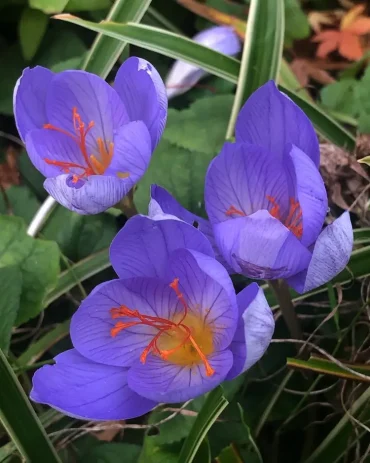 Blumen im Herbst blühen