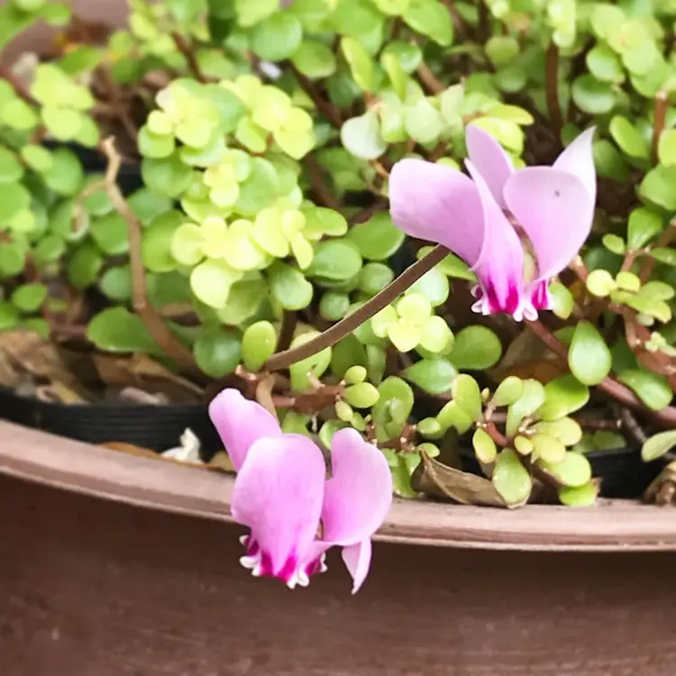 Herbst Alpenveilchen Pflege nützliche Tipps