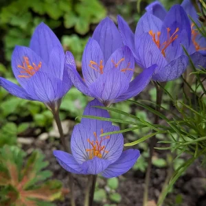 Herbstkrokus pflanzen und pflegen nützliche Tipps