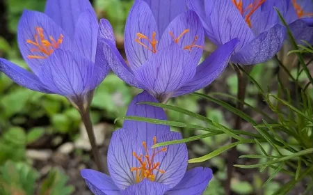 Herbstkrokus pflanzen und pflegen nützliche Tipps
